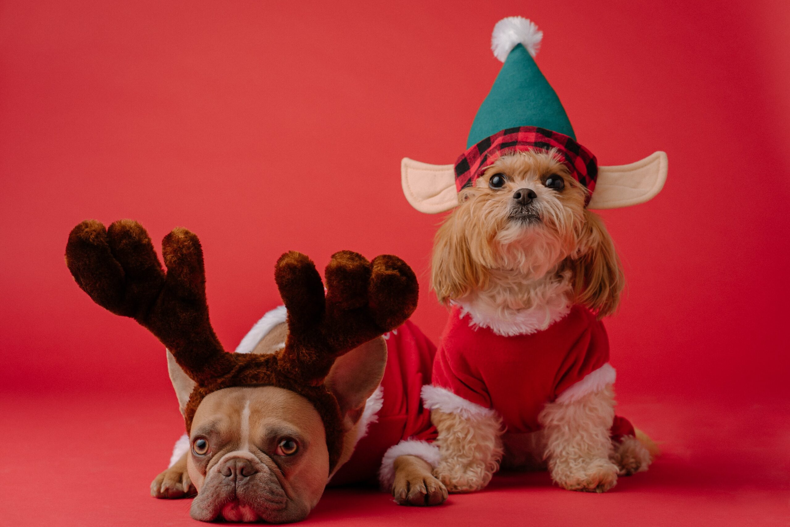 3 Recettes de Biscuits de Noël pour votre Chien