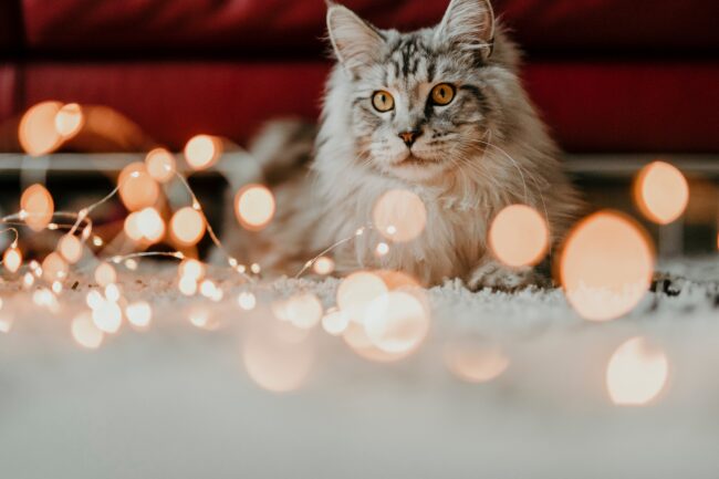 5 Cadeaux de Noël pour votre Chat
