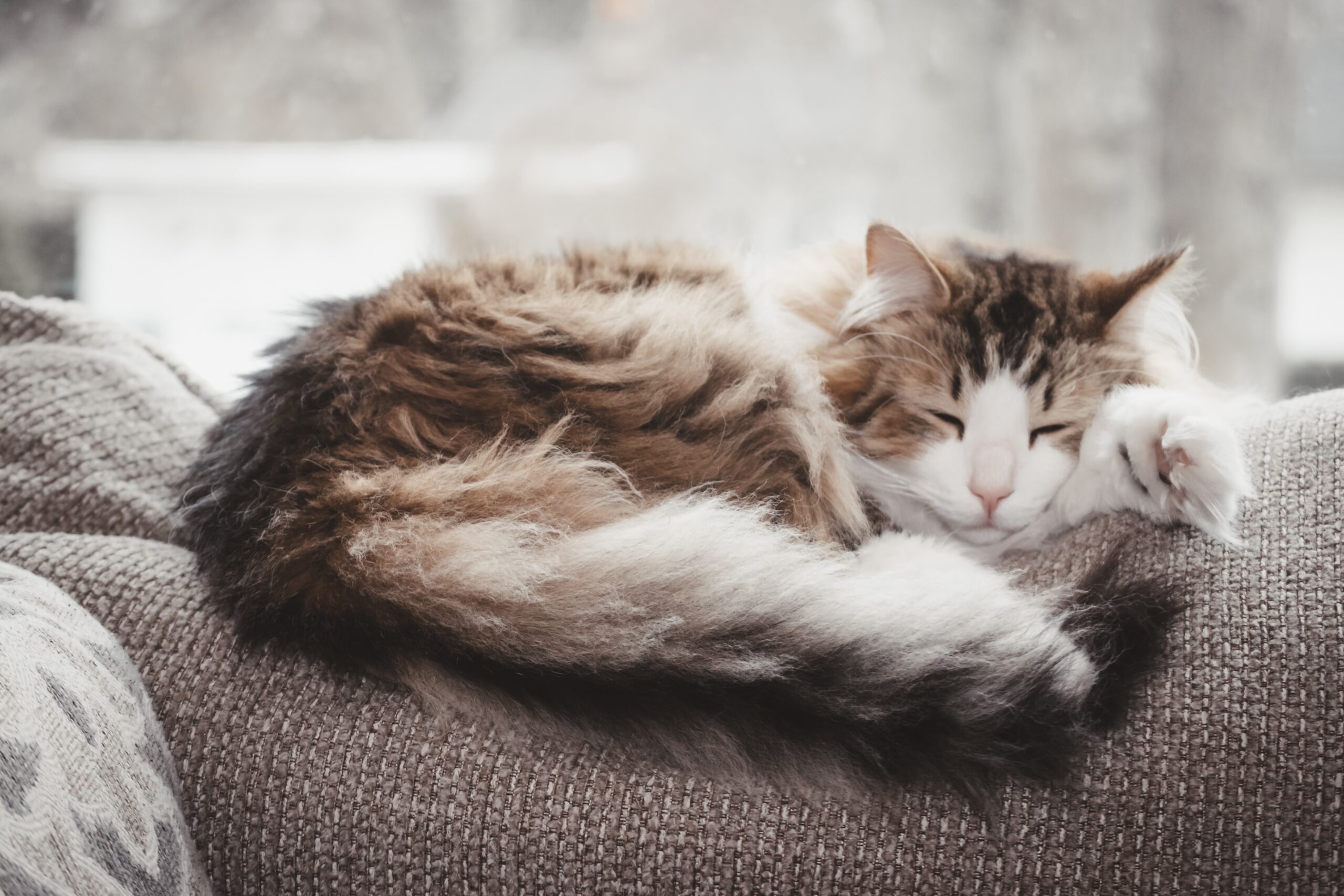 L’Art du Repos Félin : Comprendre les Habitudes de Sommeil de Votre Chat