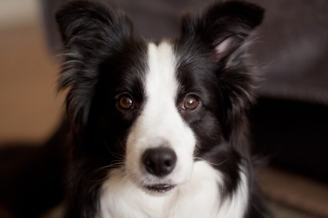 Les Travailleurs Frontaliers Intelligents : Tout ce que vous devez savoir sur les Border Collies