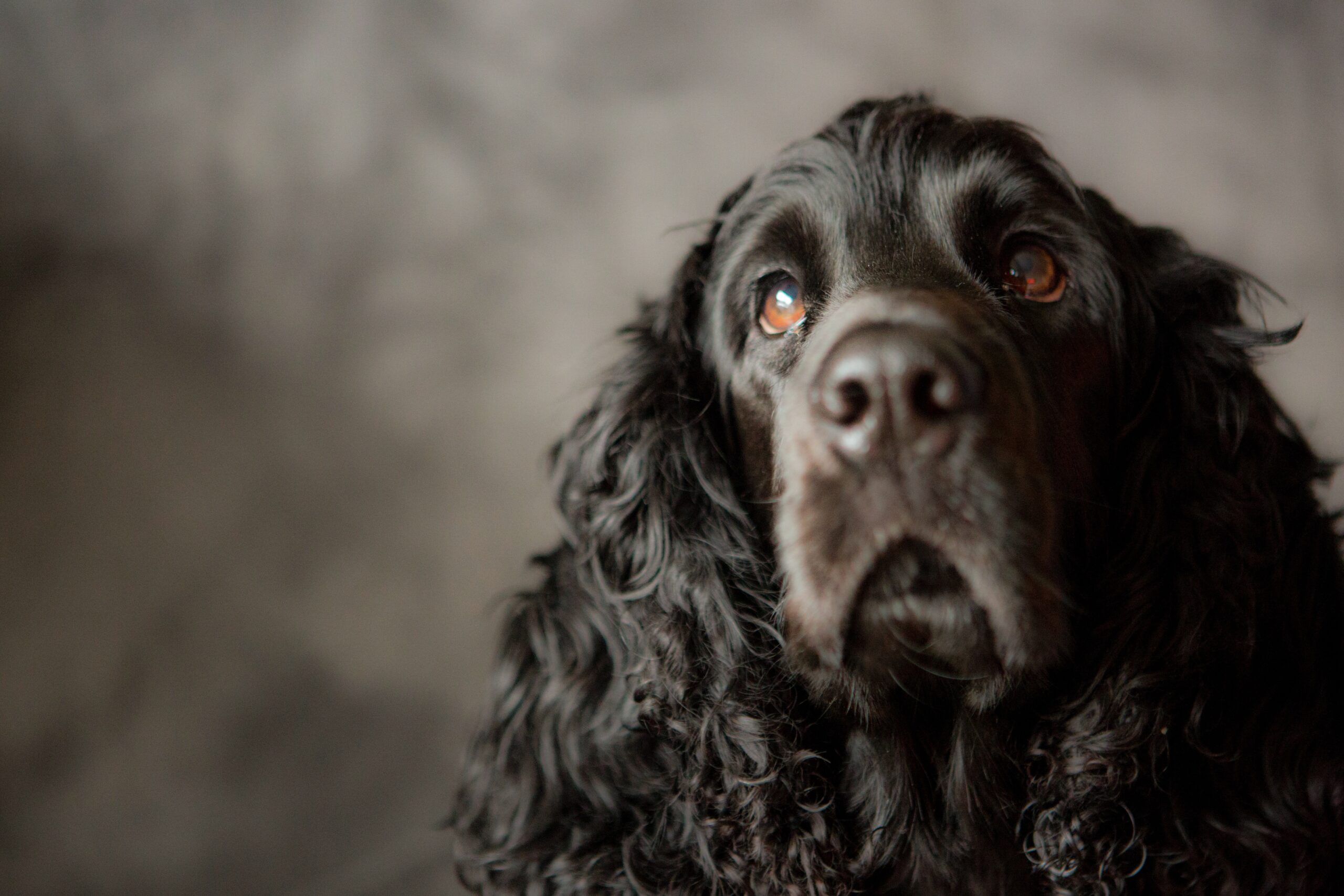 Le Cocker Spaniel : du charme dans un pelage doux et velouté