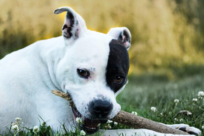 L’American Staffordshire Terrier : de la force avec un cœur d’or