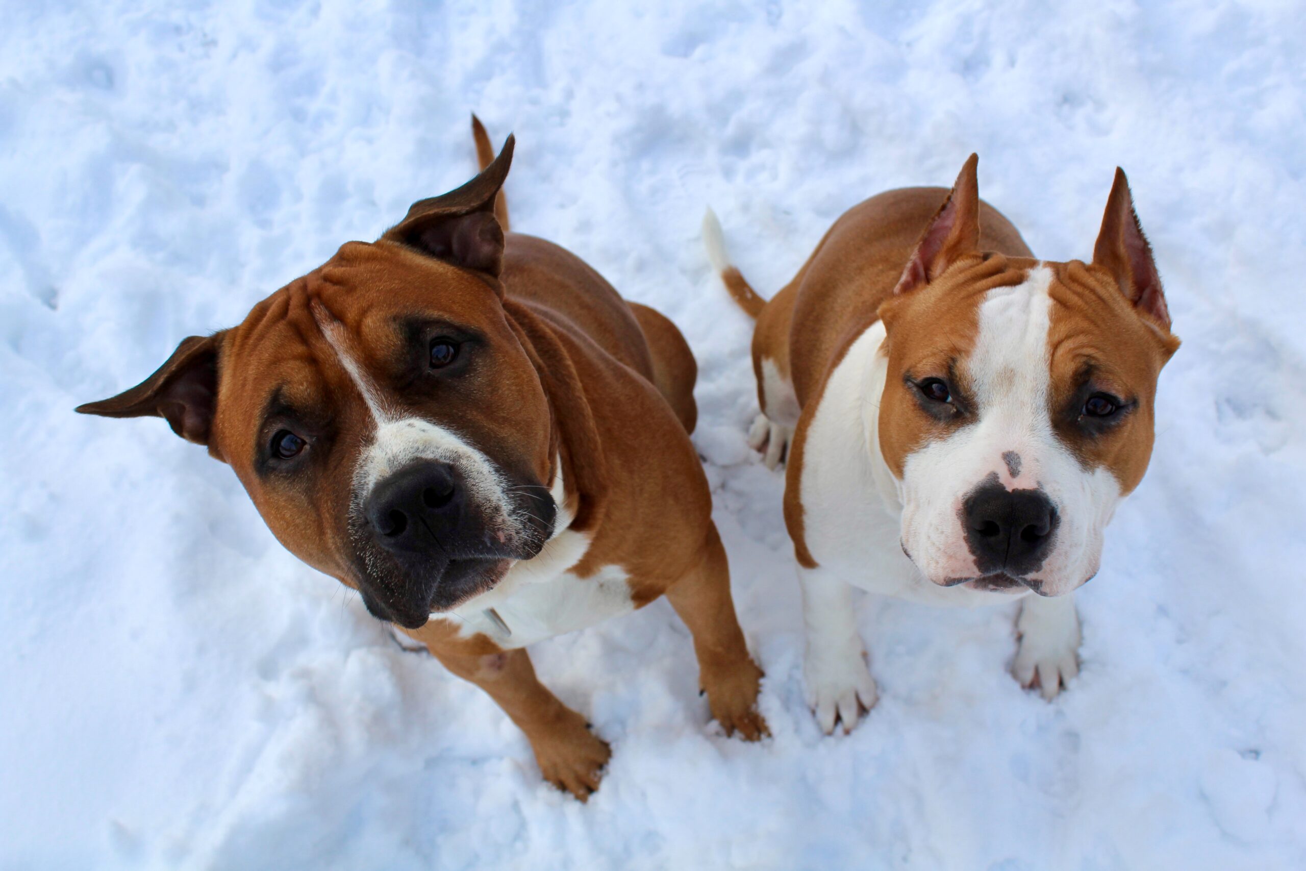 6 raisons d’emmener votre chien en voyage cet hiver