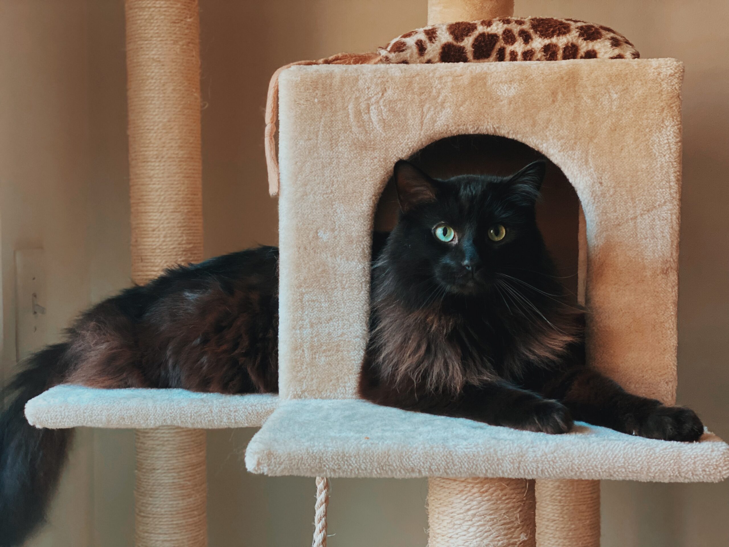 Sagesse des Moustaches : Décrypter le Langage de Communication des Chats