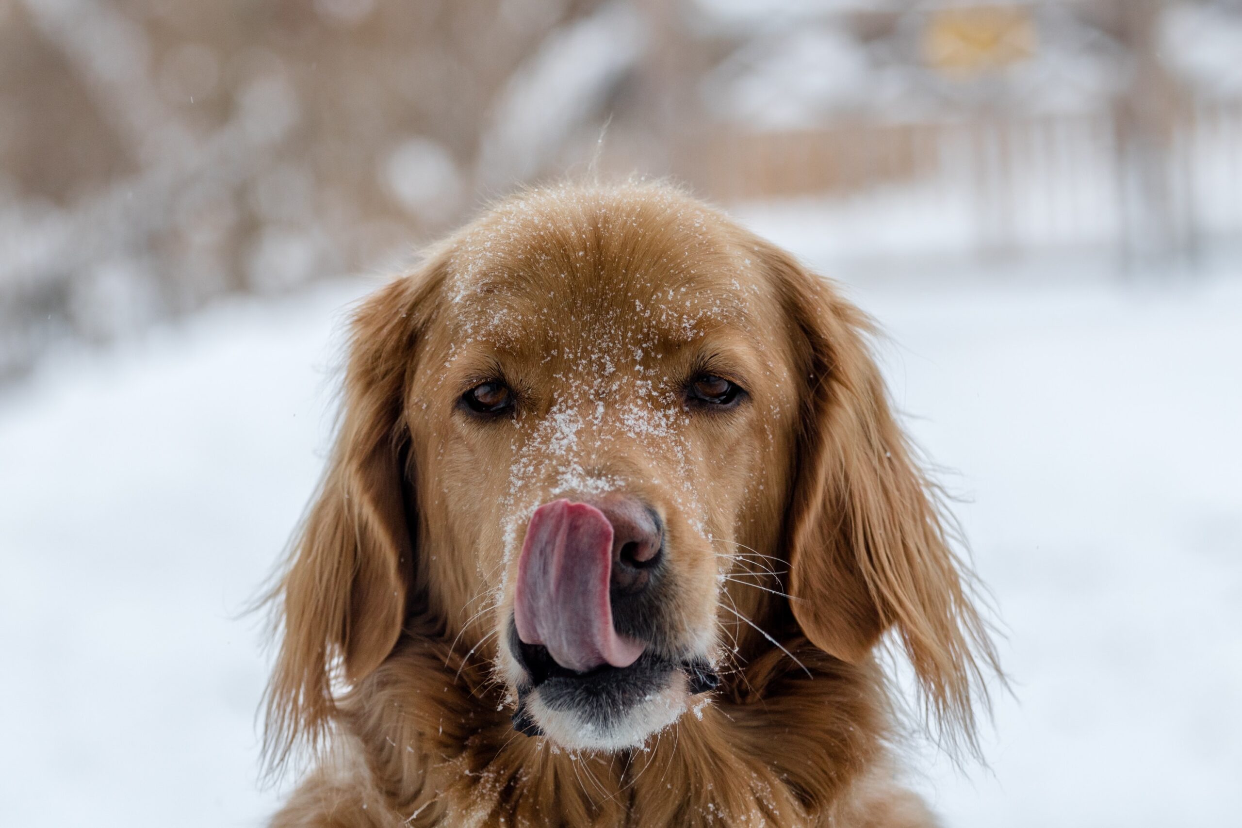 5 Meilleurs pays pour partir en vacances avec votre chien en hiver