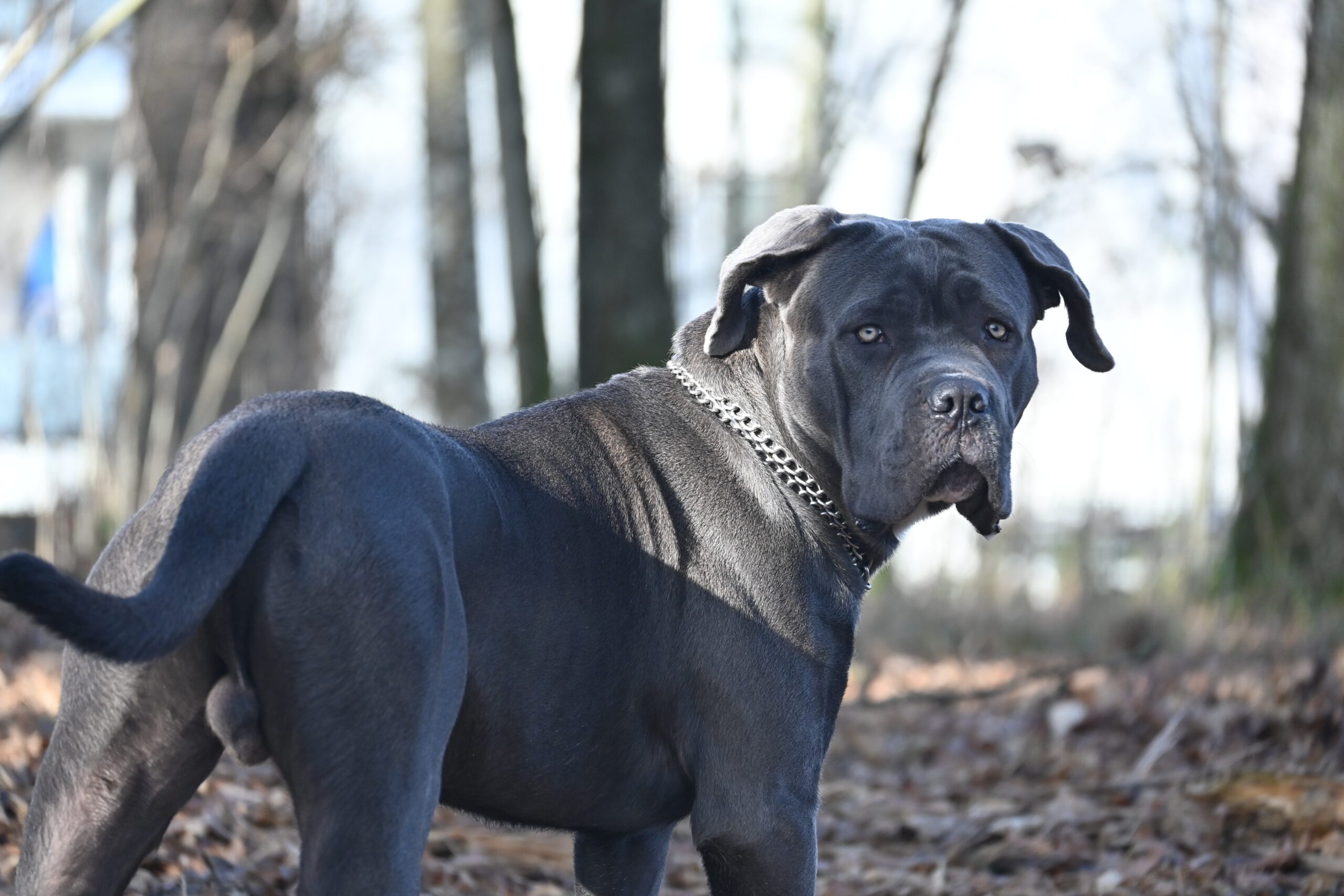 Le Majestueux Cane Corso : Une Profonde Plongée dans la Race