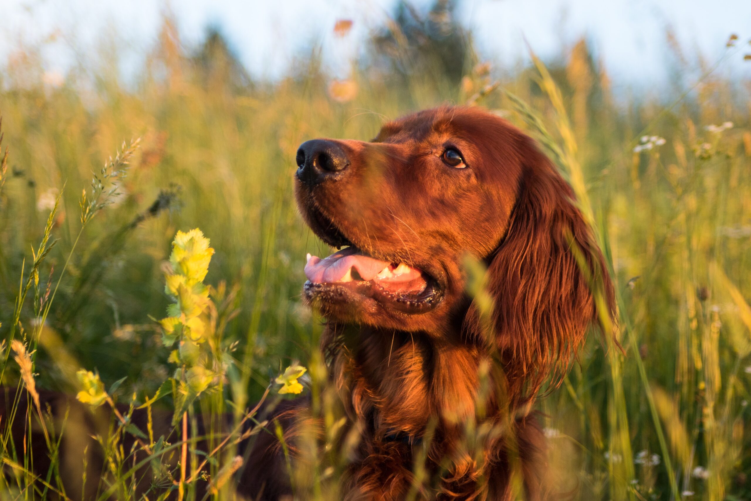 Le Charmant Setter Irlandais : Une Plongée Profonde dans la Race