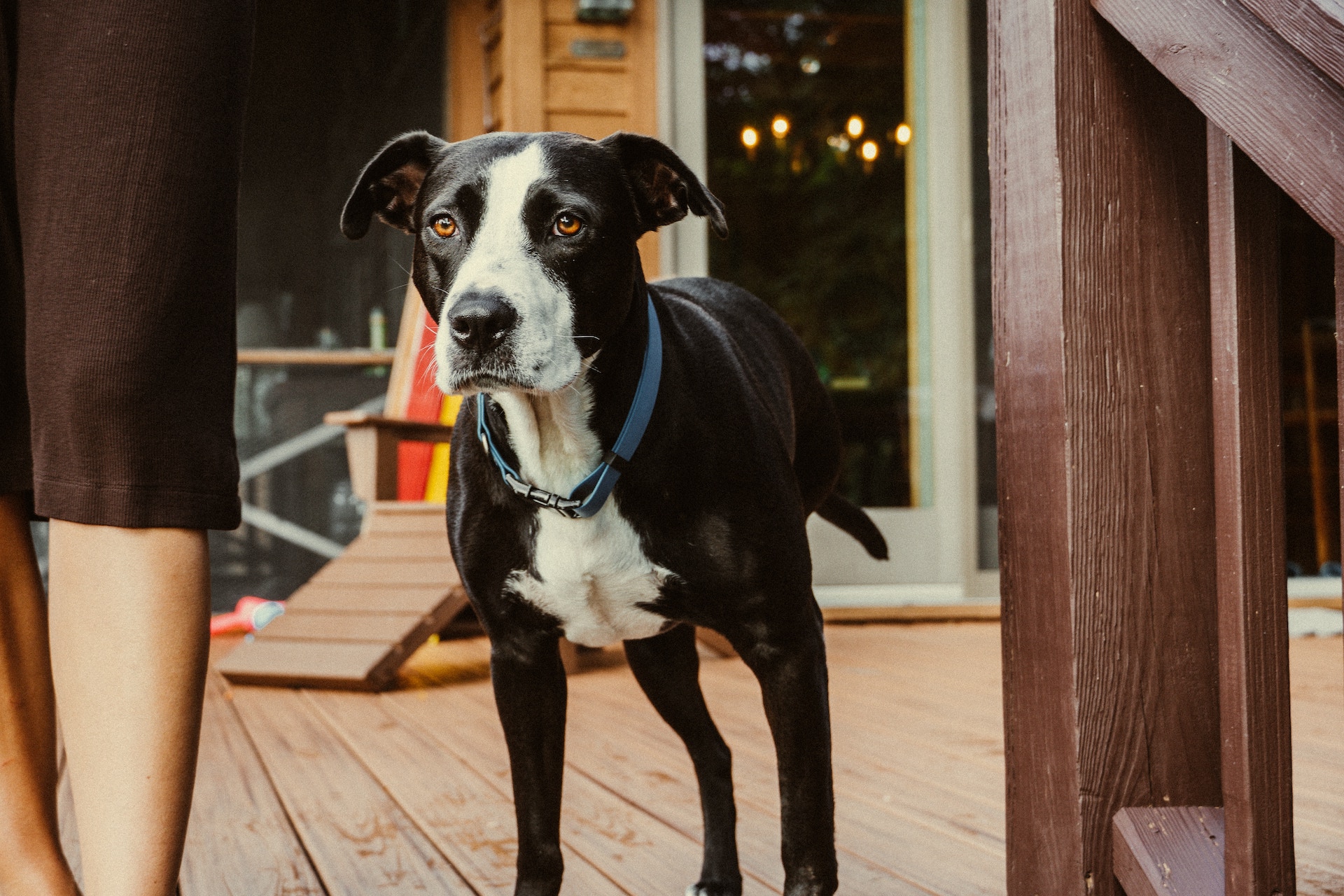 Comment les Chiens S’adaptent à la Vie sur Trois Pattes