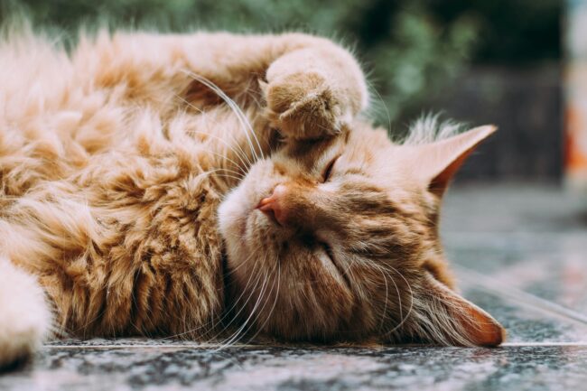 Félin Bien : 7 Conseils pour Garder Votre Chat en Bonne Santé et Heureux
