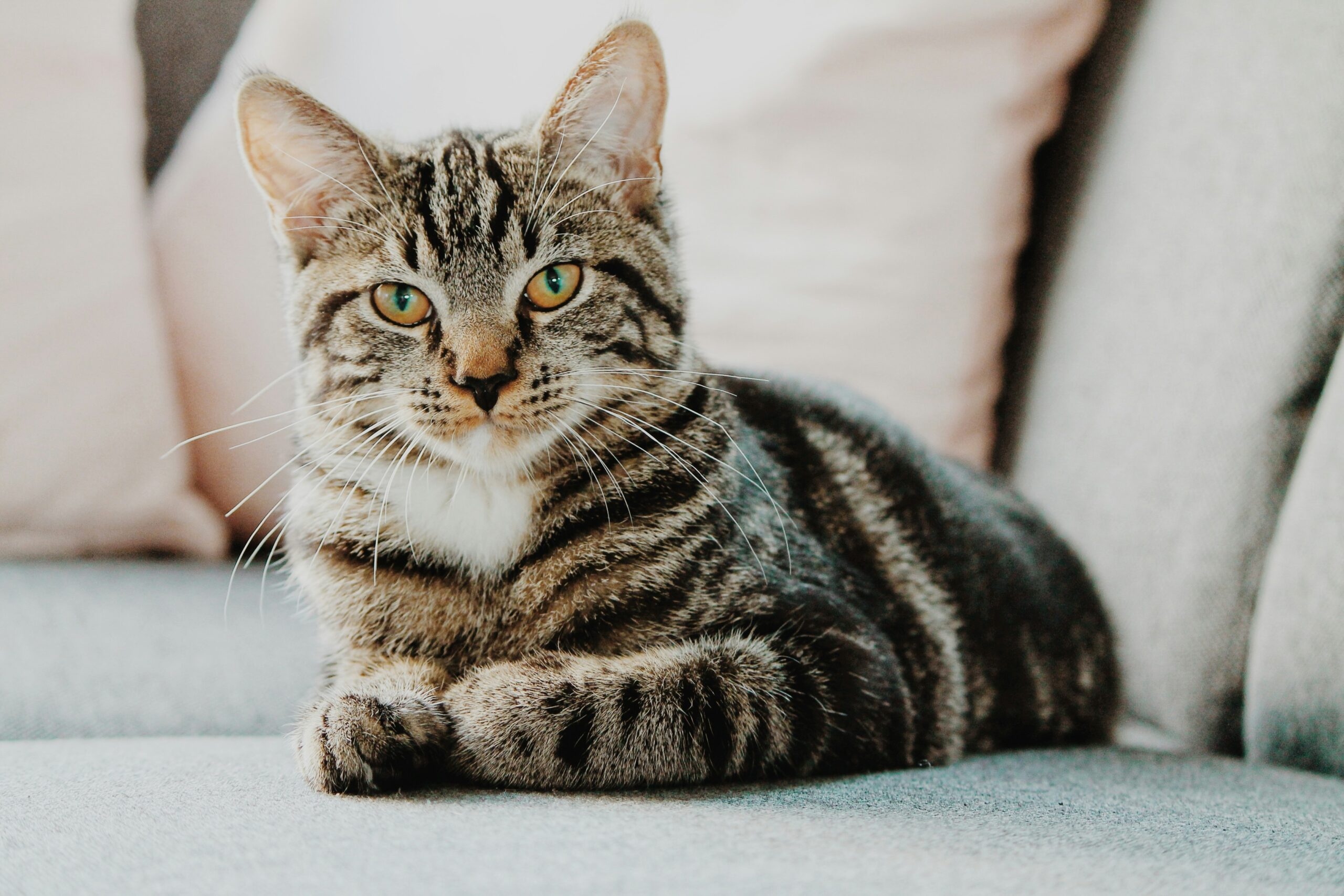 Le Miaulement : Explorer l’Envoûtant Monde des Sons de Chat