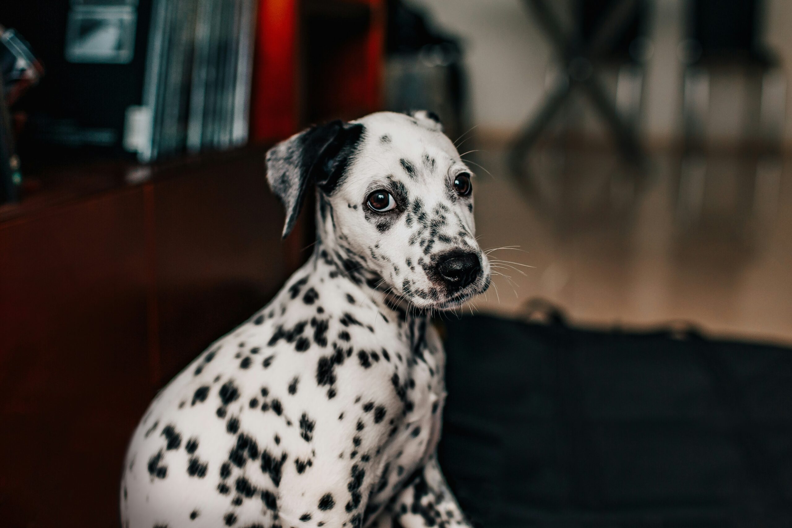 Le Charmant Dalmatien : Un Point de Joie