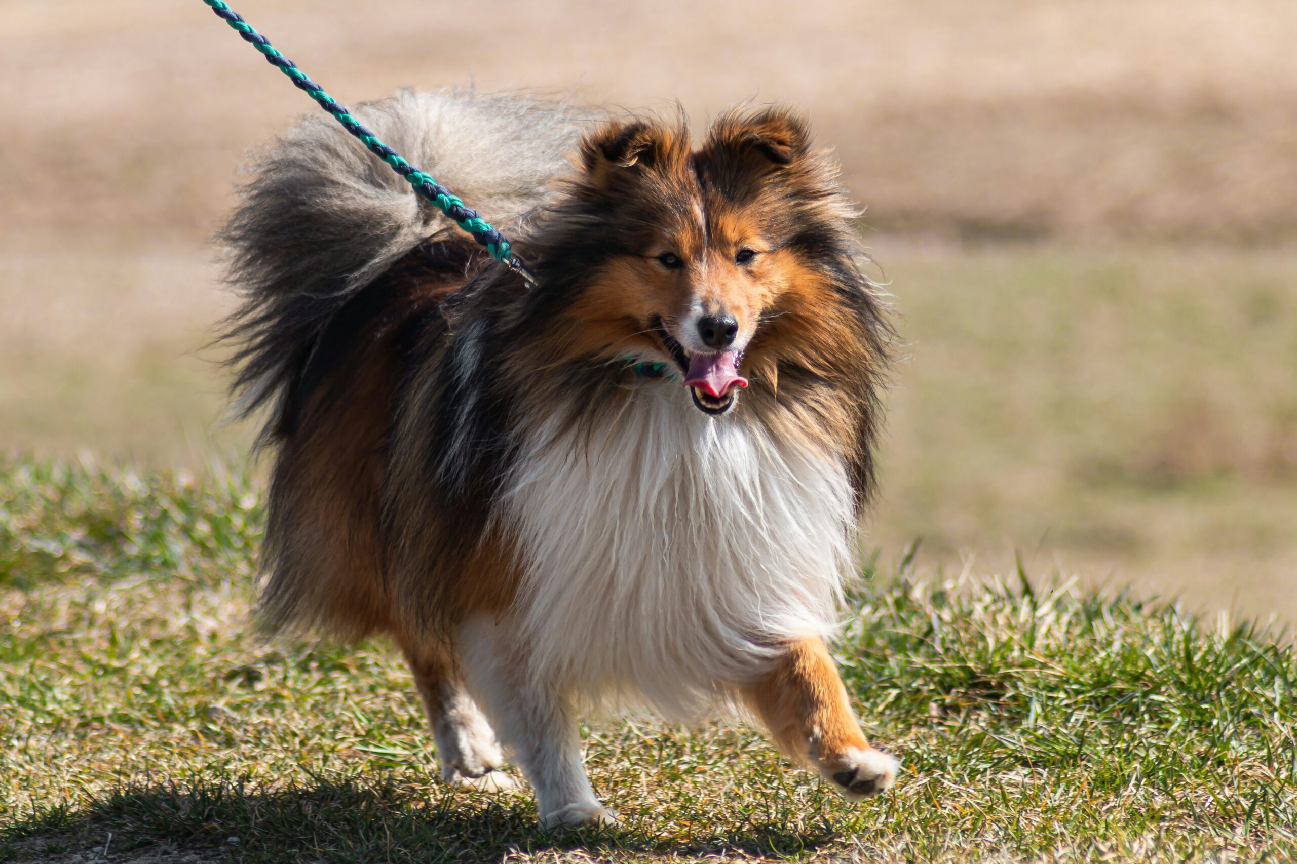 La Beauté et la Gentillesse des Shelties : Pourquoi Ils Conquièrent Nos Cœurs