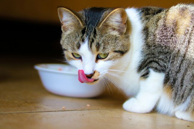Cuisine pour Chats : Préparer des Friandises Gourmandes pour Votre Ami à Quatre Pattes