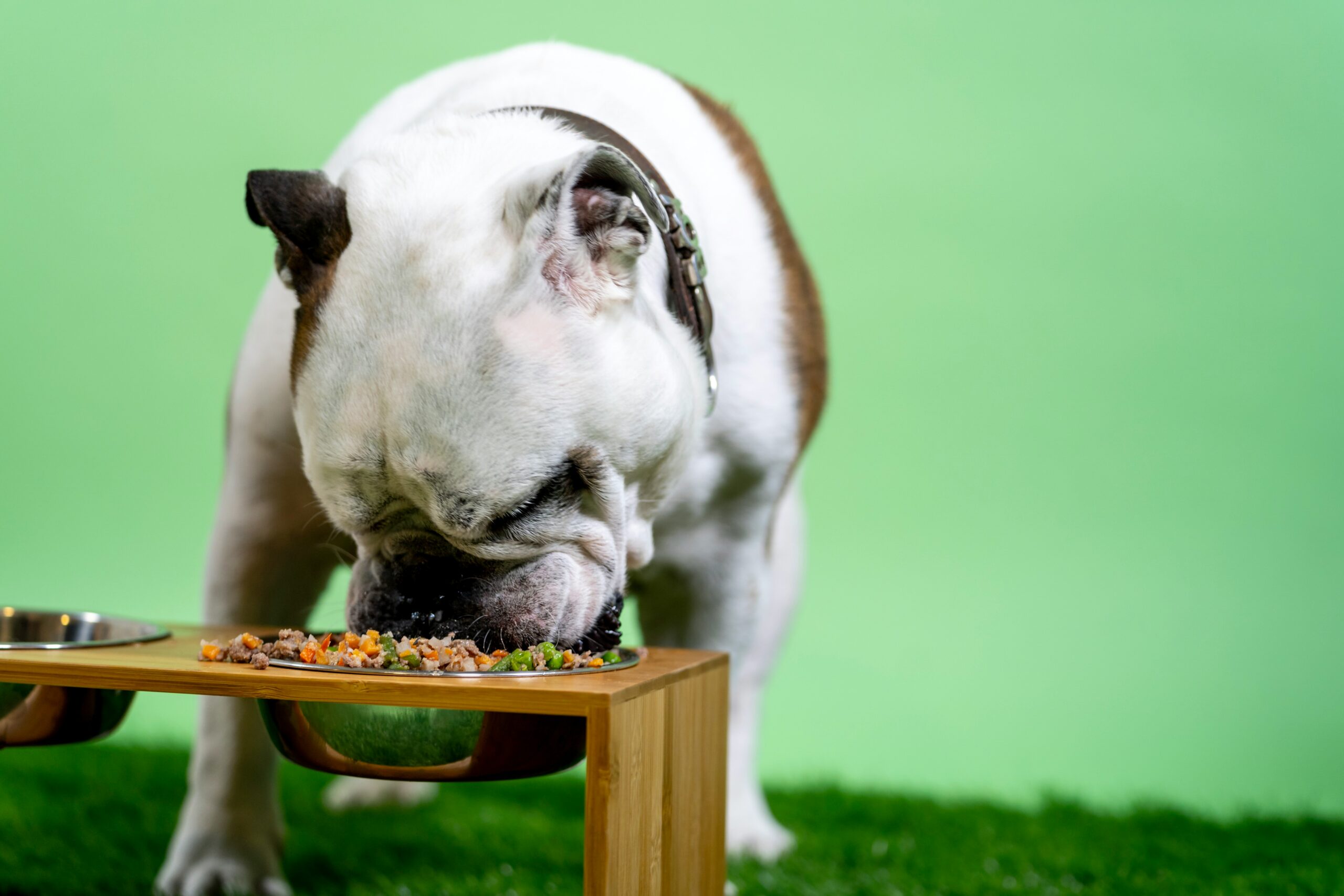 Les chiens sont-ils carnivores ou omnivores ?