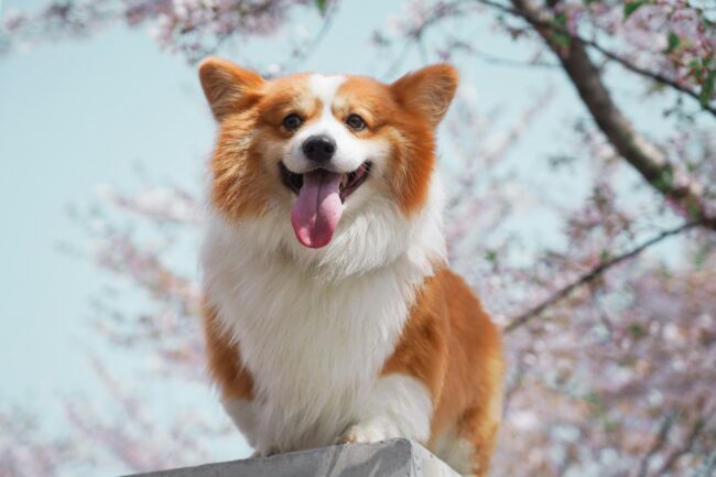 Le Monde Charmant des Corgis : une Ode à Ces Chiens Adorables