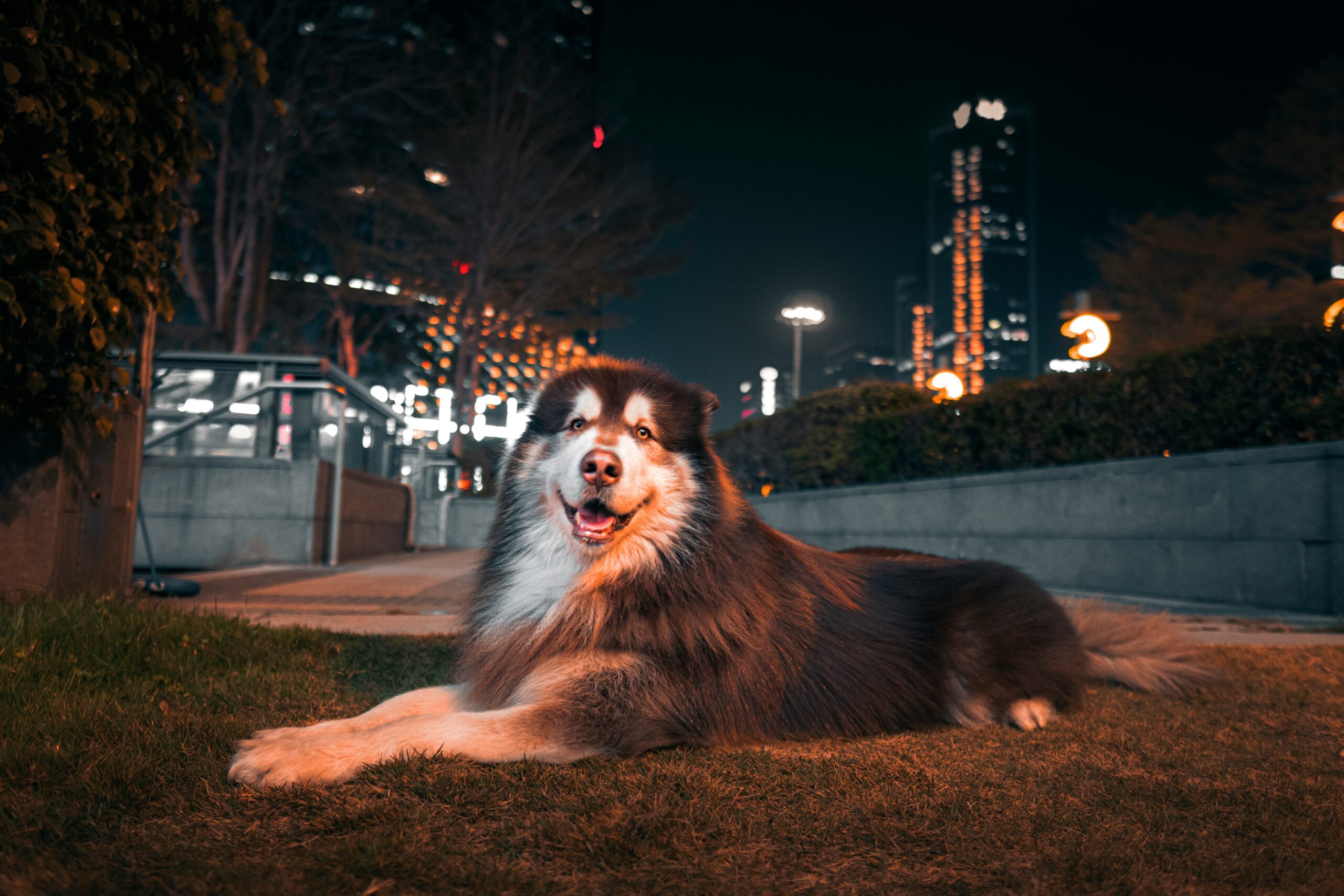 Le Majestueux Alaskan Malamute : Un Regard Approfondi sur cette Race Impressionnante