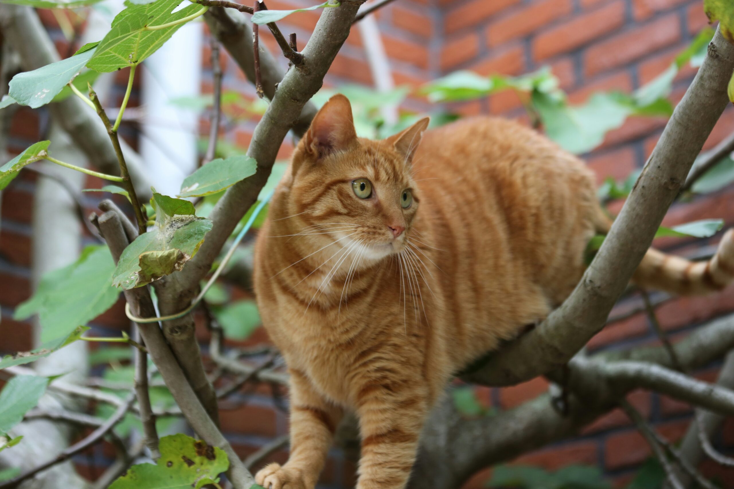 À l’intérieur contre à l’extérieur : Évaluer les avantages et les inconvénients pour votre chat