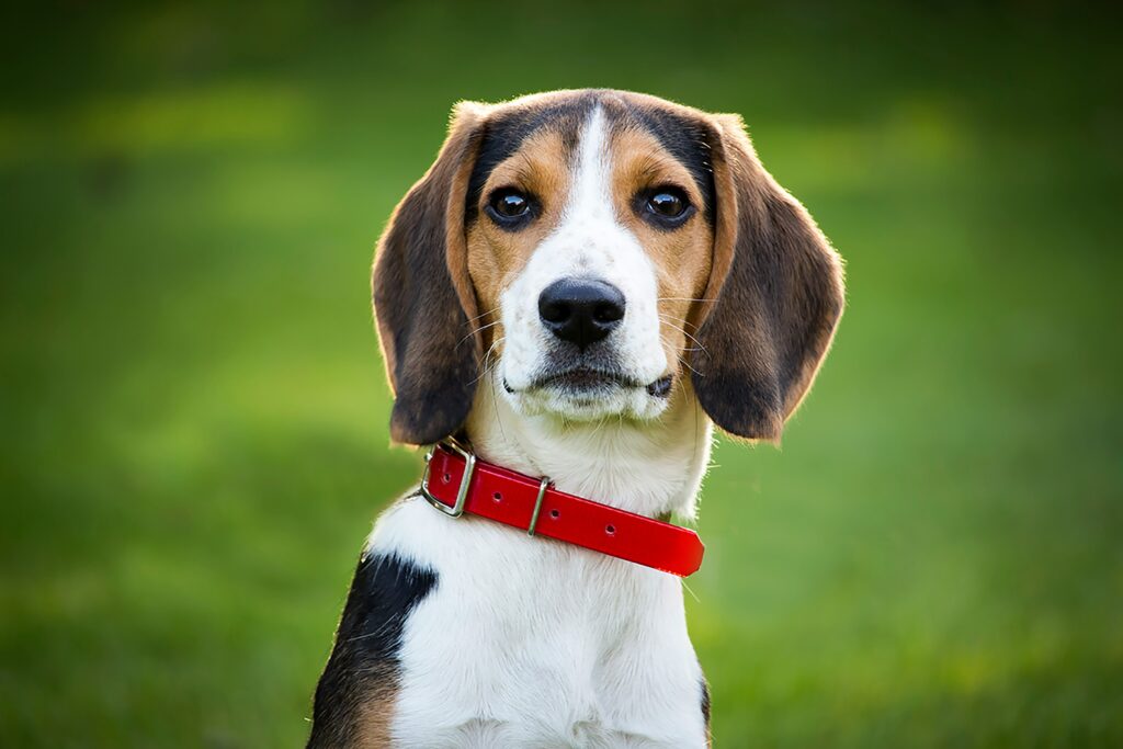Beagles : Compagnons Fidèles et Personnalités Animées