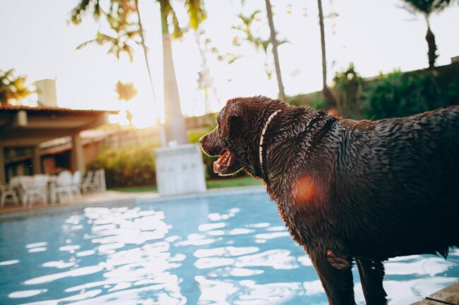 5 Choses à Garder à l’Esprit lors de la Recherche d’un Hôtel pour Chiens