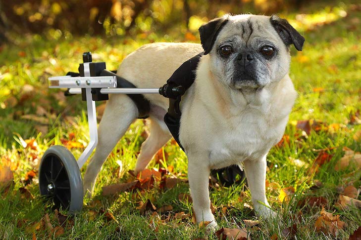 L’Utilité et les Avantages des Fauteuils Roulants pour Chiens