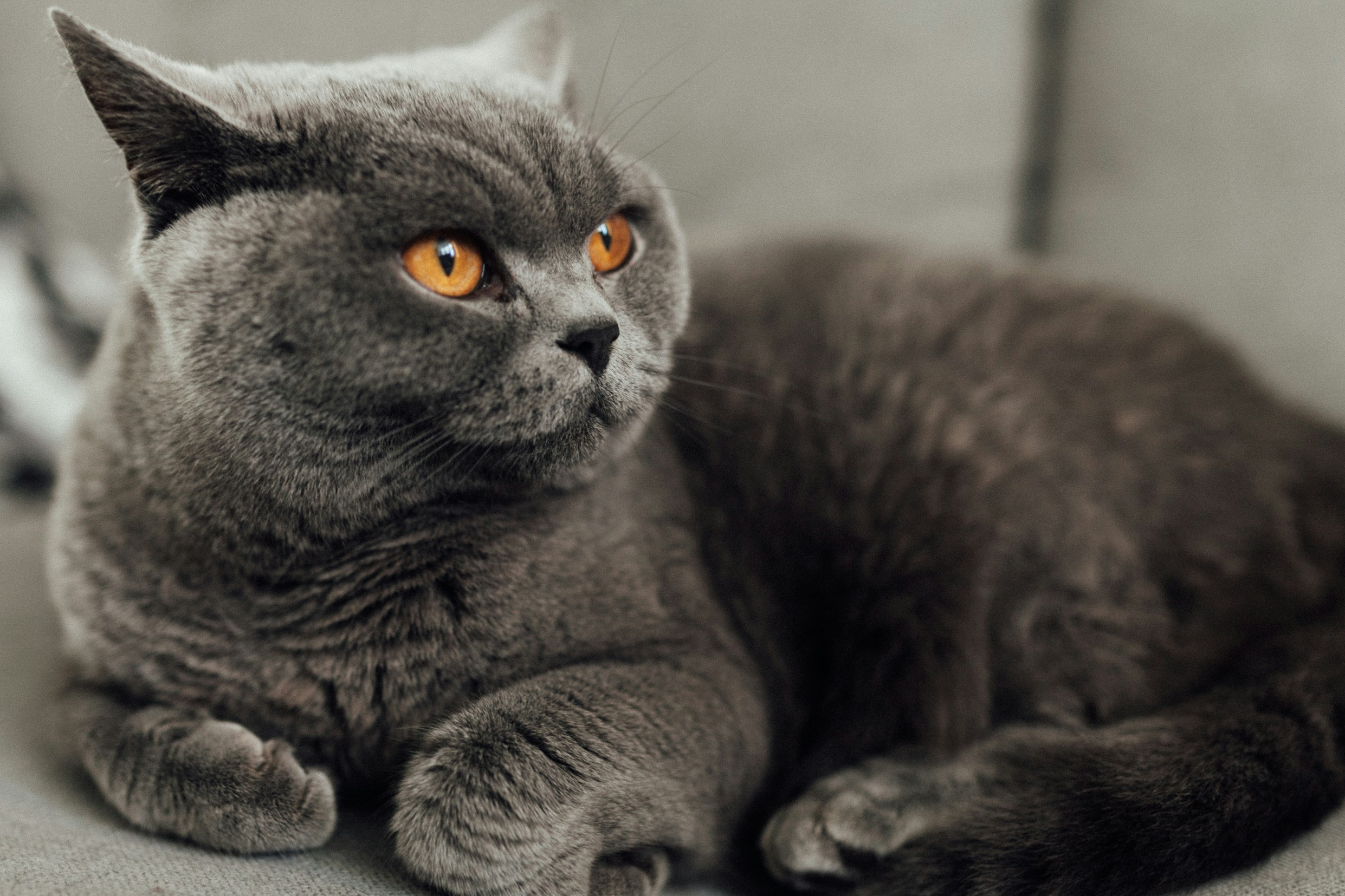 Le British Shorthair : bien plus qu’un simple chat