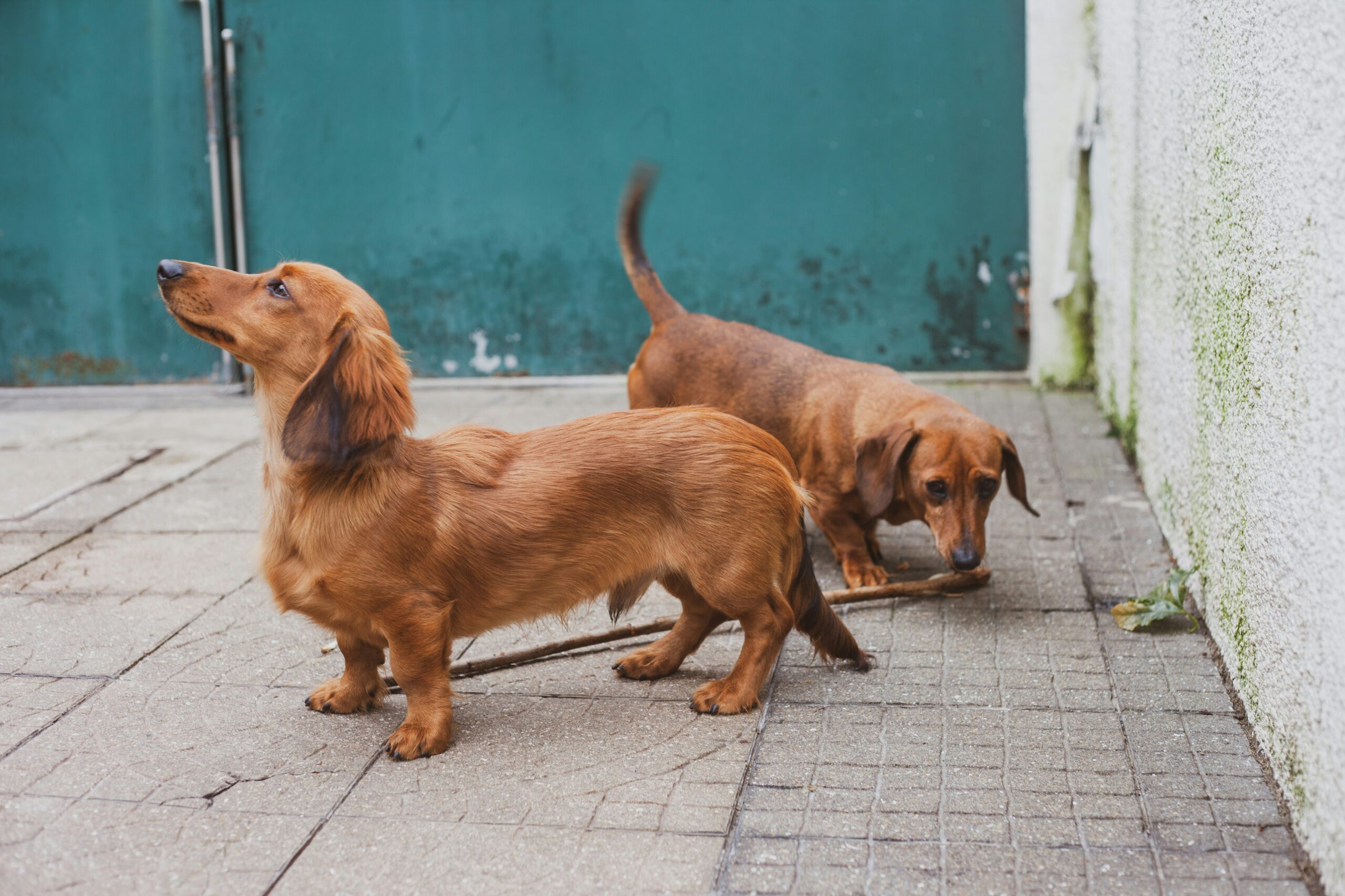 Teckels: Petits Chiens au Grand Cœur