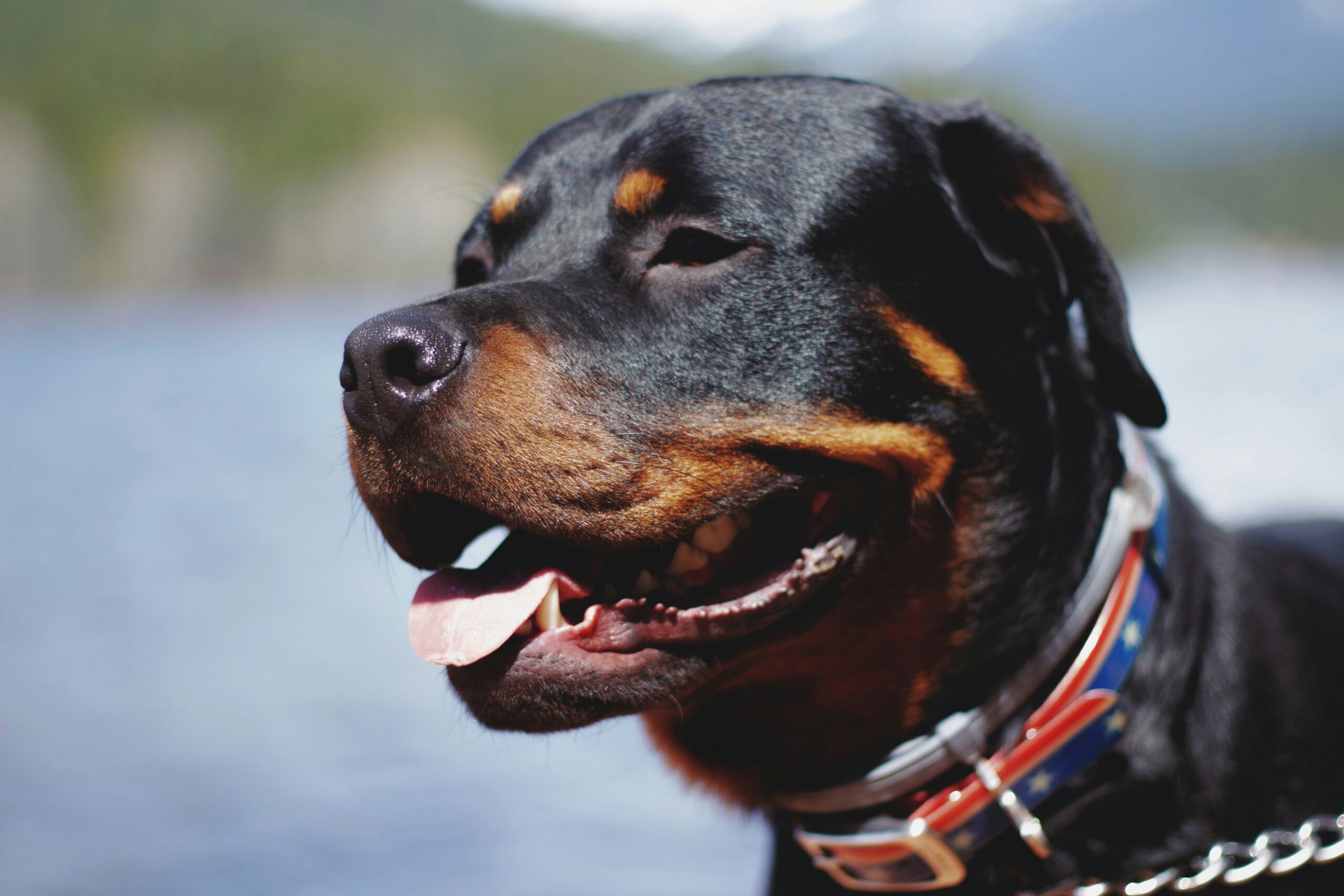 Rottweilers: Une Apparence Robuste, Un Cœur d’Or