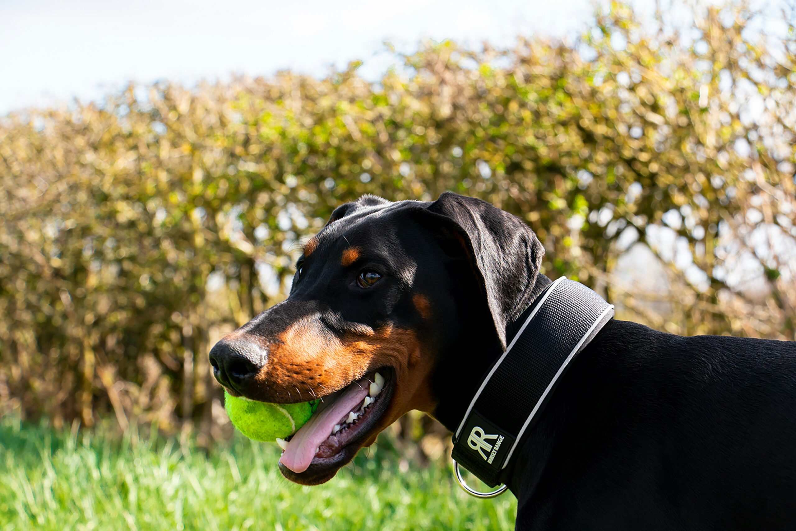 Dobermann : Le Protecteur Élégant et Loyal