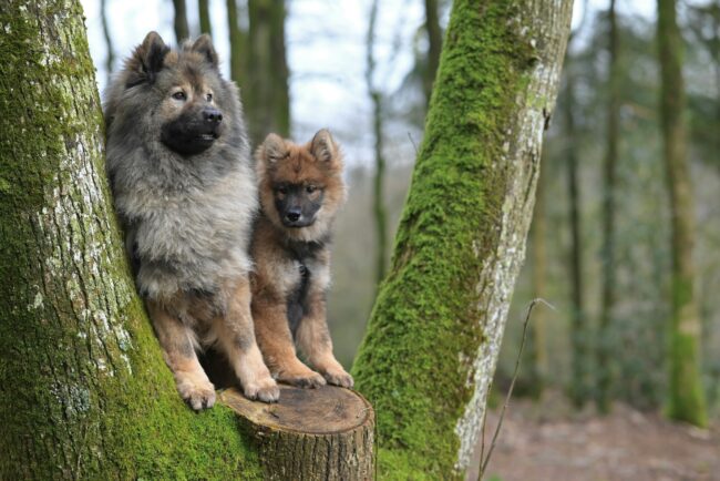 Le Chien Familial Doux au Look Royal