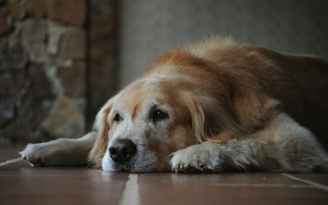 Nutrition et Santé Cognitive chez les Chiens Âgés