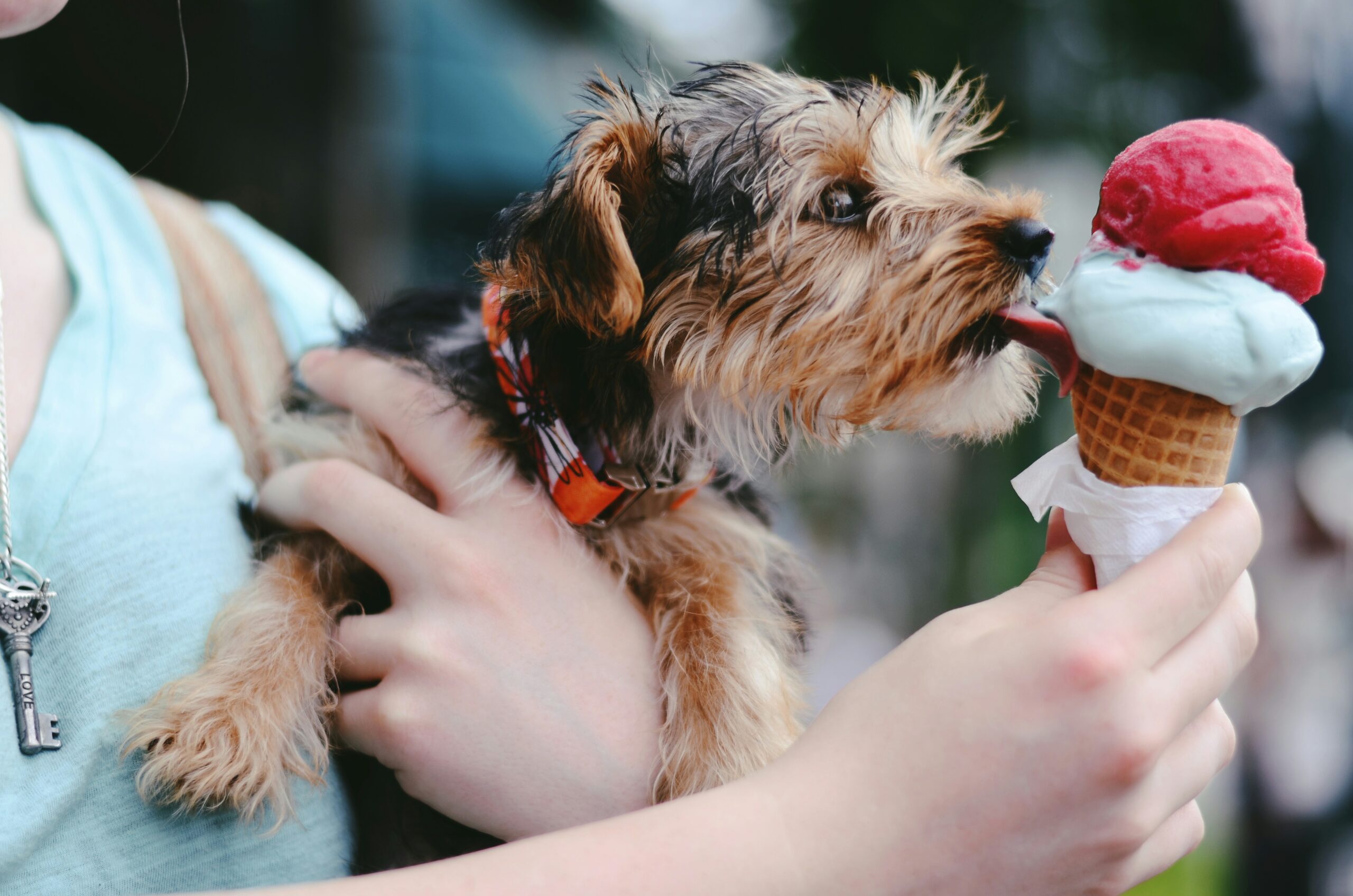 Garder Votre Chien au Frais en Été : 9 Astuces et Conseils pour un Été Rafraîchissant