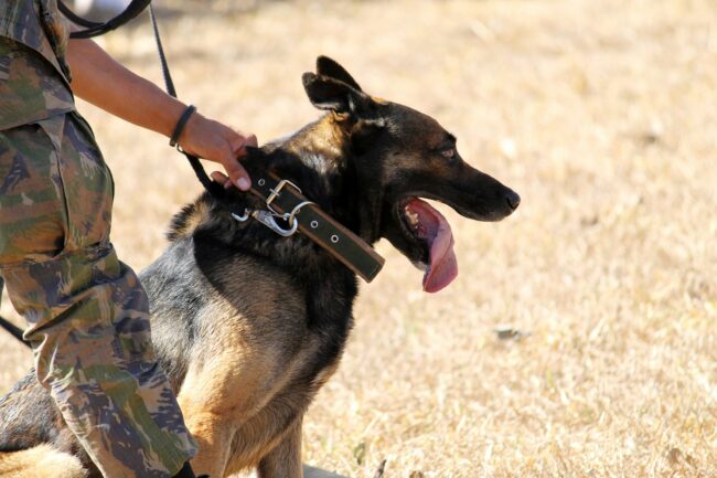 Le Rôle des Chiens dans l’Armée : Des Partenaires Indispensables au Service