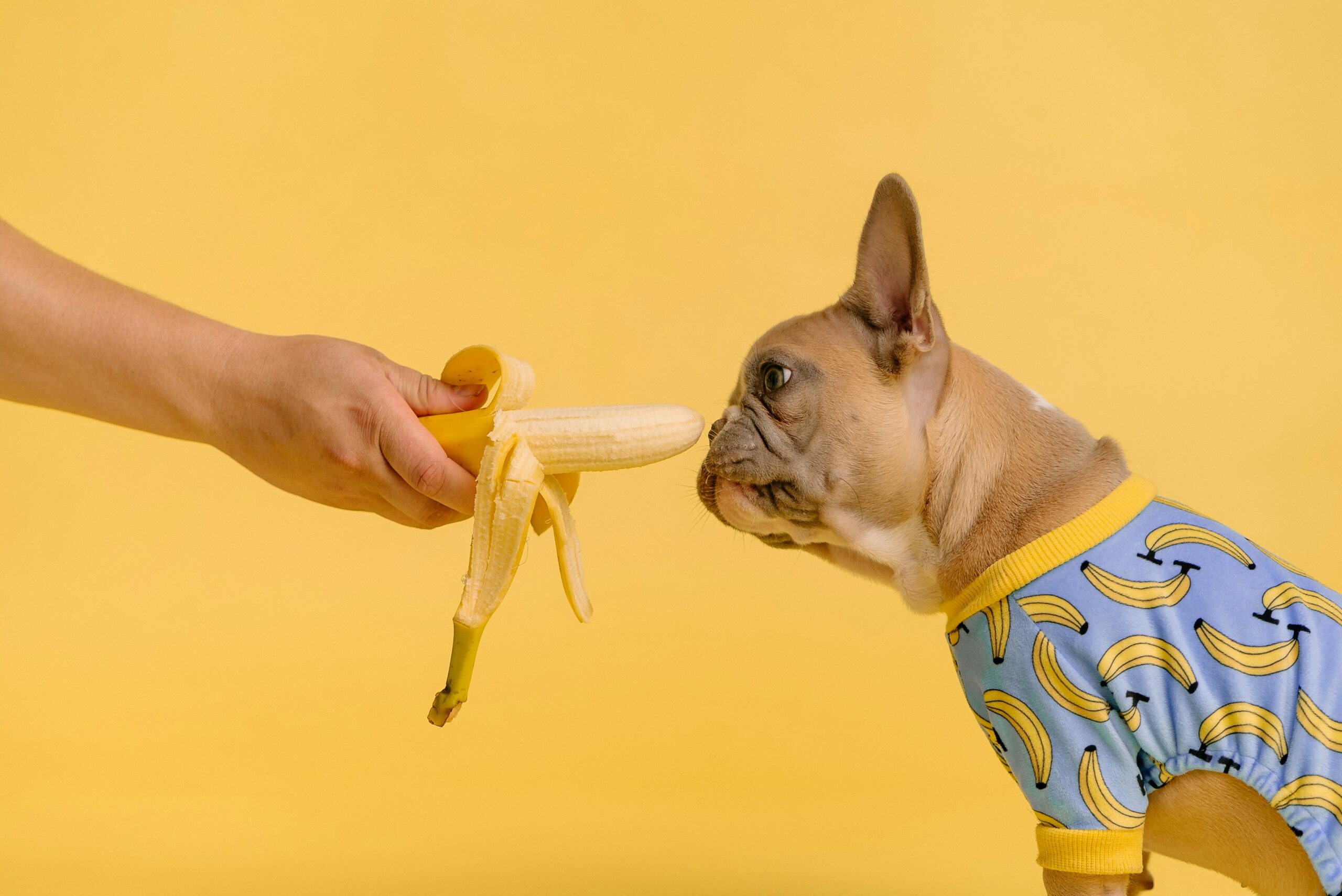 7 aliments toxiques pour les chiens