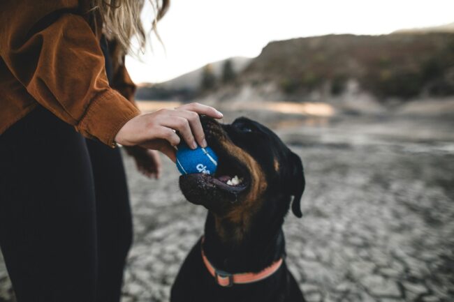 Qu’est-ce que le MSM et pourquoi l’utilisons-nous dans nos suppléments pour les articulations des chiens ?