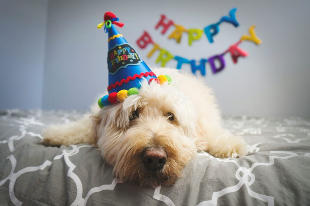 Vous devez essayer cette recette facile de gâteau d’anniversaire pour chien !