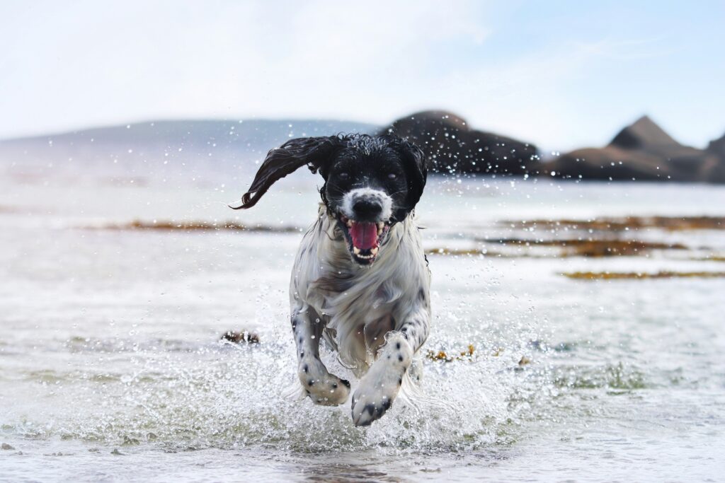 Collagène : La Clé pour des Articulations Saines chez Votre Chien