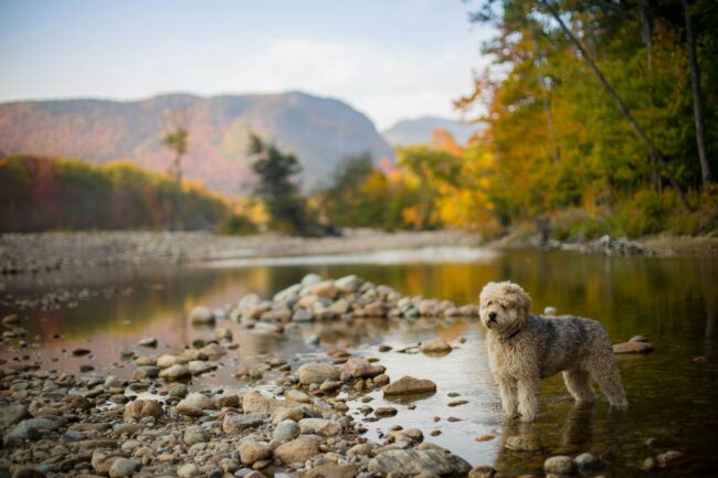 Les Meilleures Randonnées Automnales en Europe pour Vous et Votre Chien