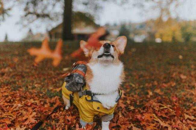 5 Activités d’Automne à Faire avec Votre Chien