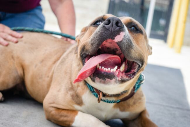 Remember Me Thursday : Une Journée pour Rendre Hommage aux Animaux à Adopter