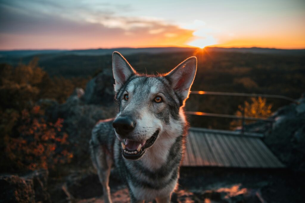 Le Chien-Loup Tchécoslovaque : Une Alliance Puissante entre Loup et Chien