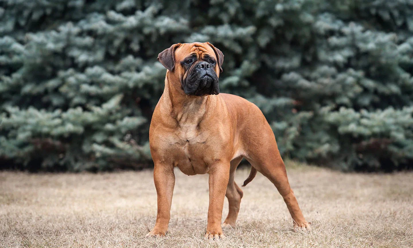 Le Bullmastiff : Le Protecteur au Cœur Tendre