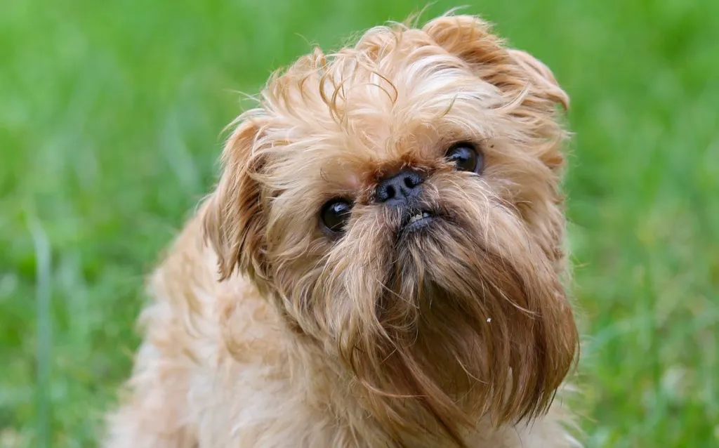 Griffon Bruxellois : Un Petit Chien au Grand Cœur