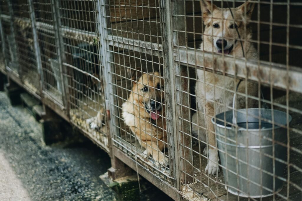 Promotion spéciale pour la Journée mondiale des animaux !