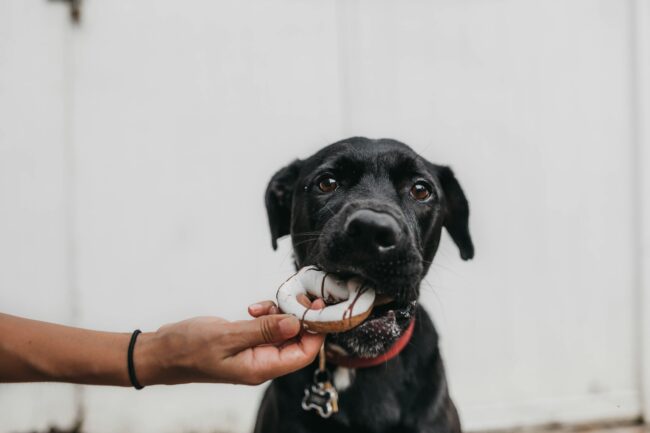 Carences Nutritionnelles Courantes chez les Chiens: Ce que Tout Propriétaire de Chien Devrait Savoir