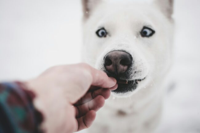 5 Conseils pour Choisir des Friandises Saines et Sûres pour votre Chien: Gâtez votre Toutou de la Bonne Façon