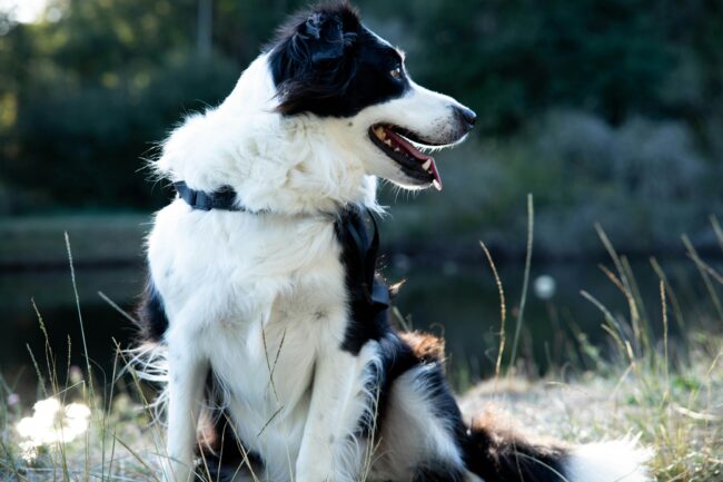 La Mutation Génétique MDR1 chez les Chiens : Ce que Chaque Propriétaire de Chien Doit Savoir