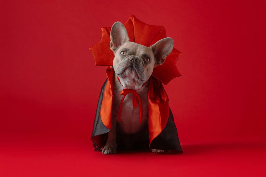 5 Recettes d’Halloween à la Citrouille pour Chiens