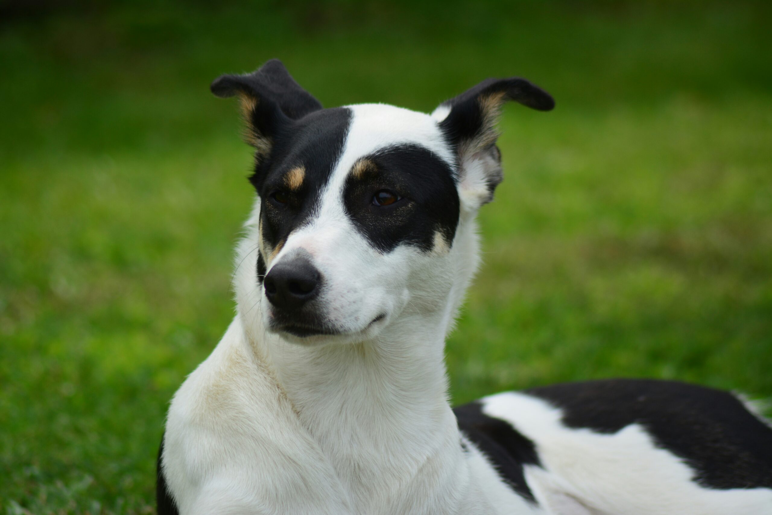 Le Fox Terrier – Un Compagnon Énergique et Intelligent