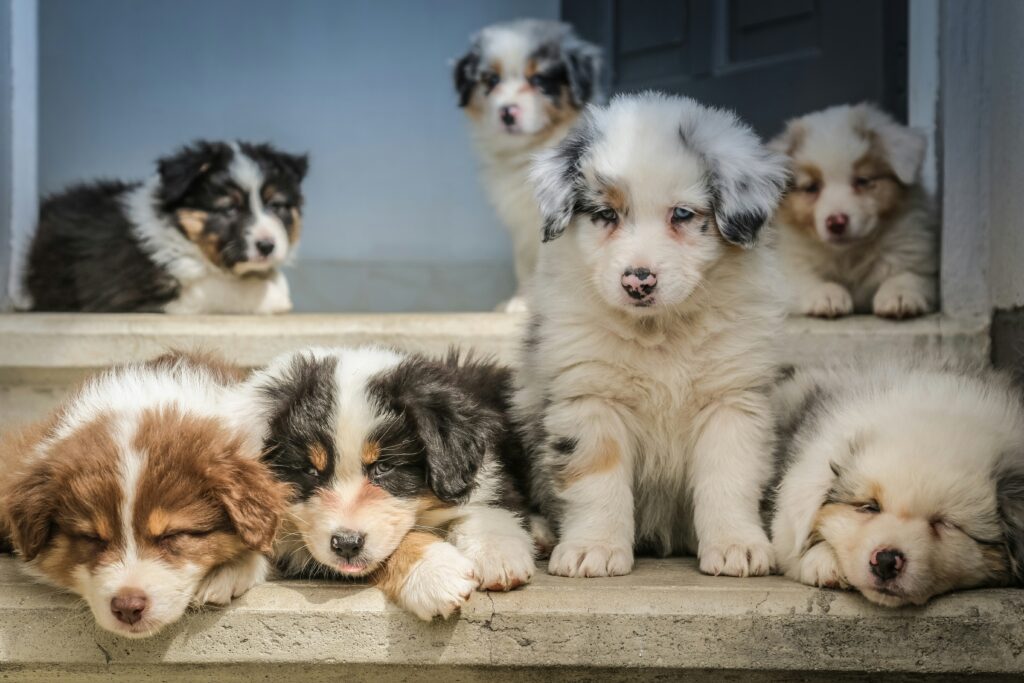 Comment Reconnaître un Bon Éleveur (et Éviter les Usines à Chiots)