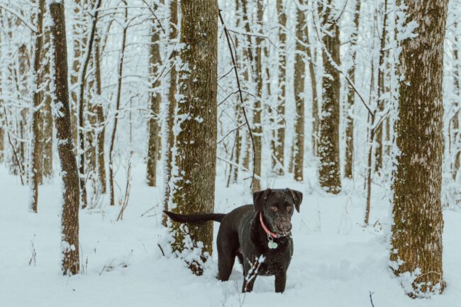 Des Journées Confortables : Comment Garder Votre Chien au Chaud et à l’Aise à l’Approche de l’Hiver